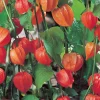 Physalis alkekengi var. franchetii