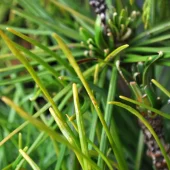 Sciadopitys verticillata C3