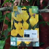 Crocus Golden Yellow 10 stk.