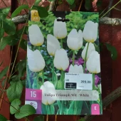 Tulipa Triumph Wit/White 15 stk.