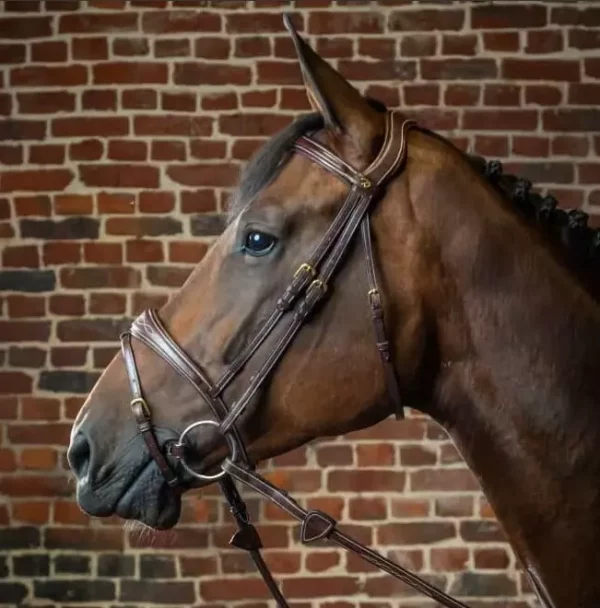 Dyon Anatomic Flash Noseband Bridle D Collection