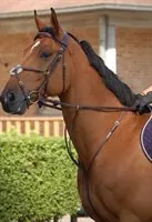 Dyon DC square raised martingal