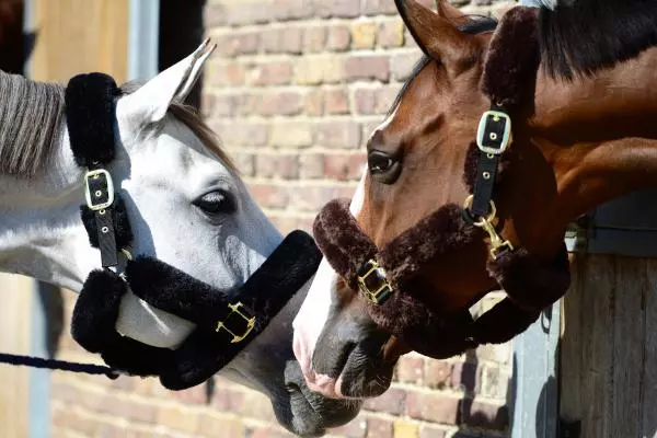 Kentucky Sheepskin Halter