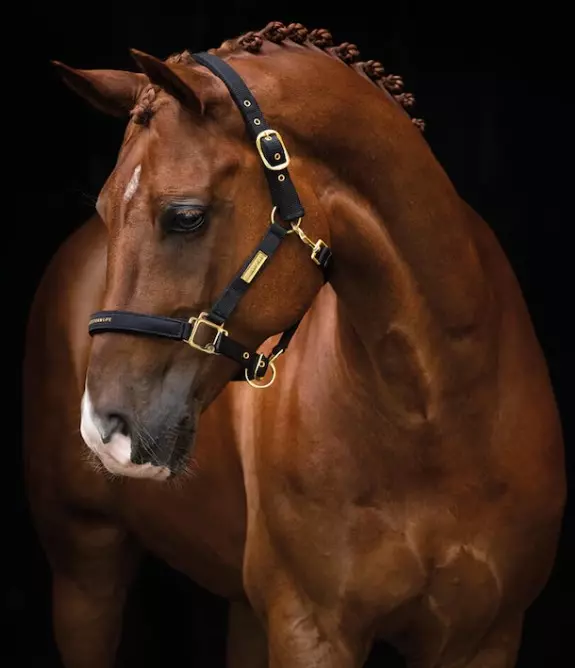 Hansbo Sport Equestrian Life Grime