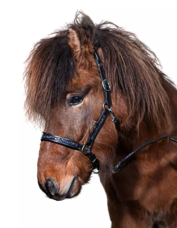 Hestagallery RockStone Lærgrime med steiner i navy/gull