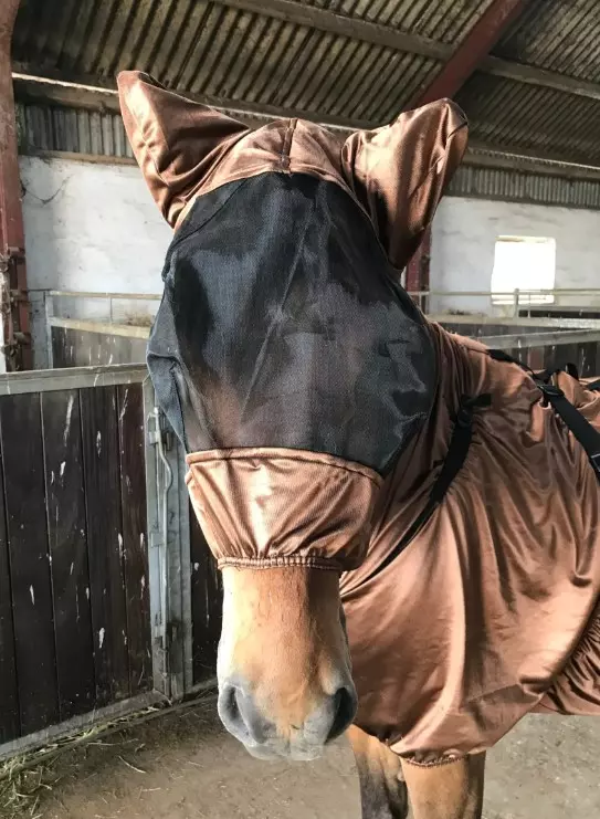 Hestagallery IceTack Fluemaske til eksemdekken