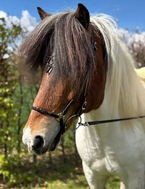 Hestagallery Lukka hodelag med steiner i gull/sort