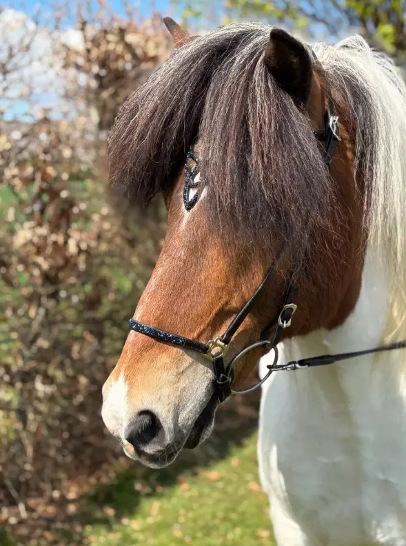 Hestagallery Lukka Hodelag med steiner i grønn