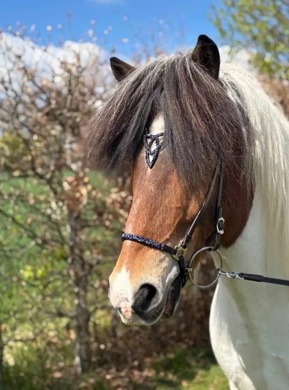 Hestagallery Lukka Hodelag med steiner i blå/sølv