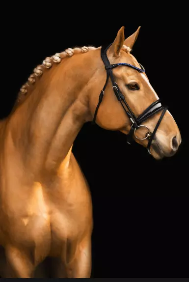 Utzon Cophenhagen Hodelag full, sort, med nesereim i lakk og Empire pannereim