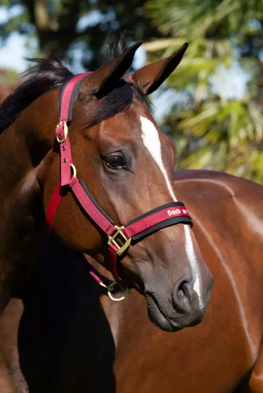 Back On Track Werano Grime - Bordeaux