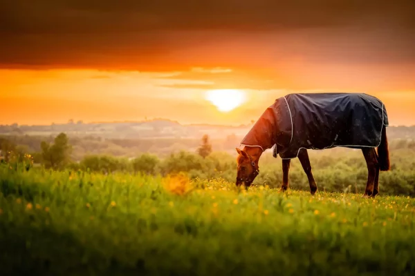 gallery-6776-for-185016