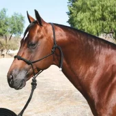 Clinic Halter - Taugrime m leietau