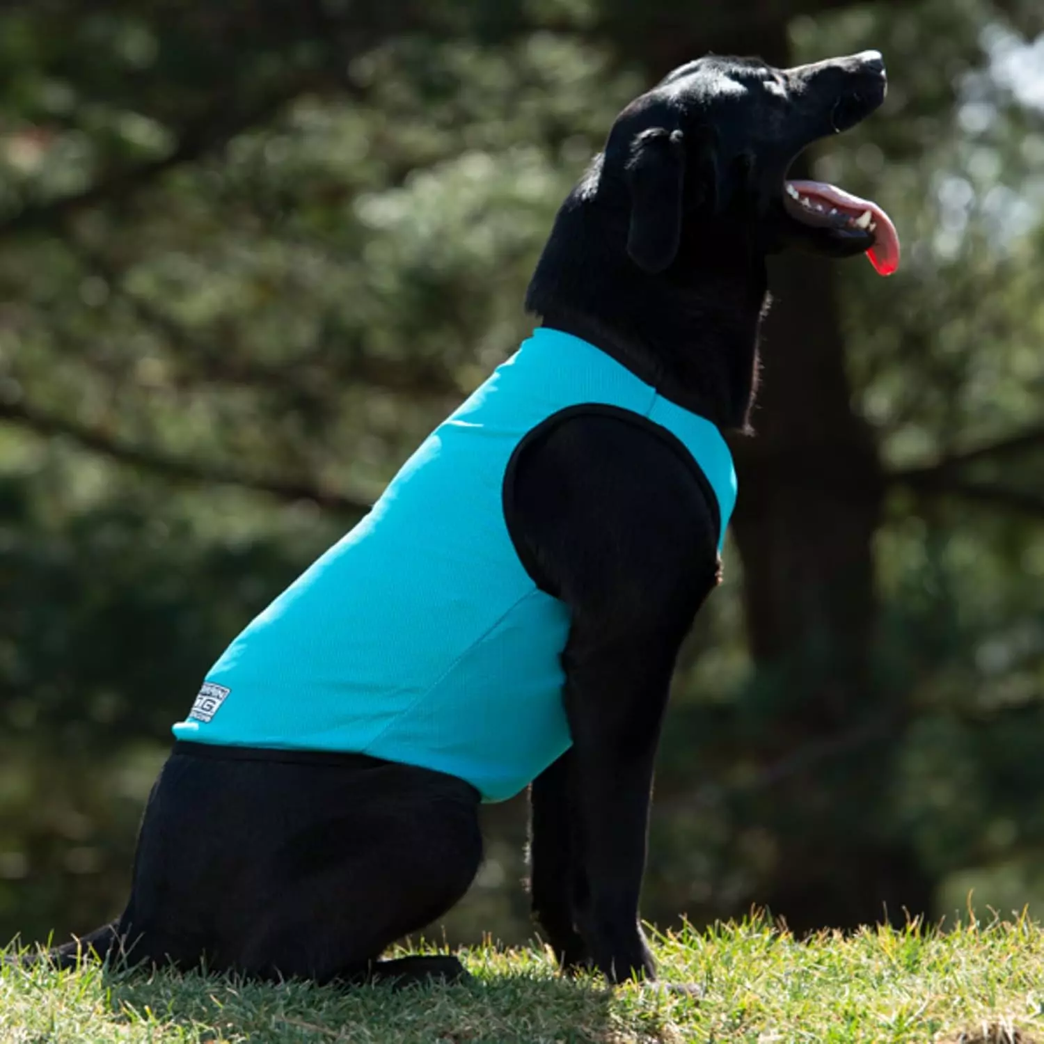 Dog Cooling Vest - Terrain D.O.G