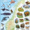 Puslespill, Norgeskart m/dyr, 62 brikker, Maxi (K68)