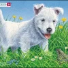 Puslespill, Hund hvit, 6 brikker, Mini (M13)