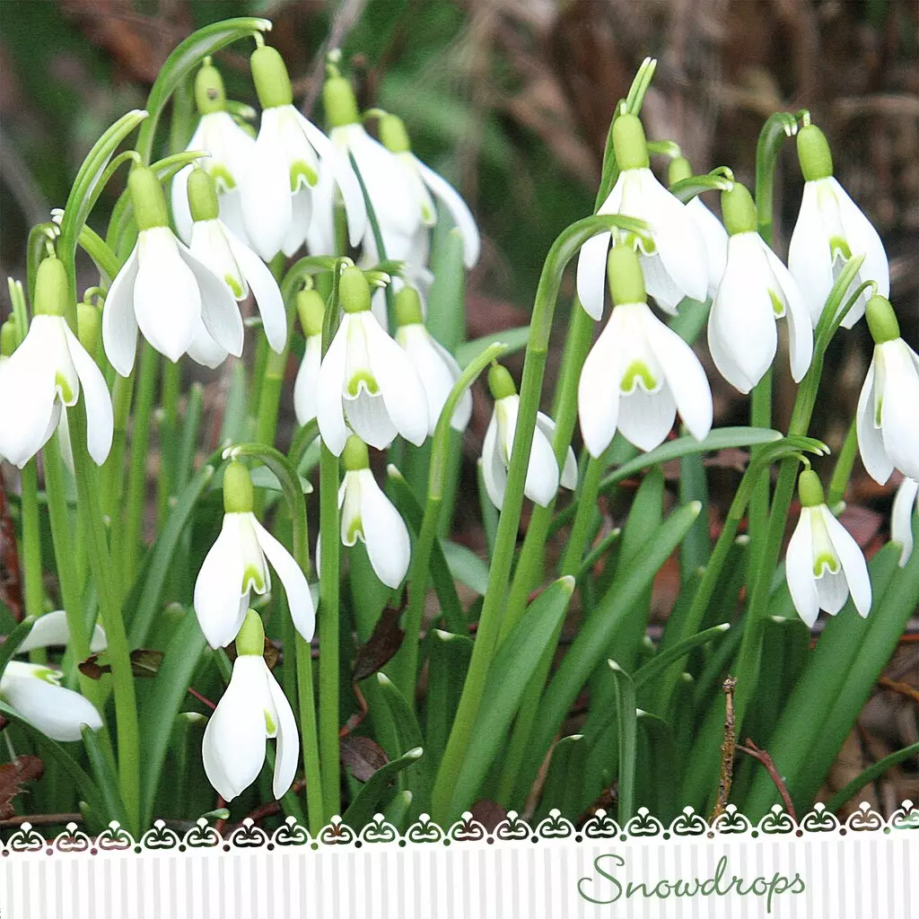 Servietter Lunsj, Ambiente, Galanthus (33x33 cm, 20 stk)