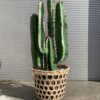 Kaktus, Trend design