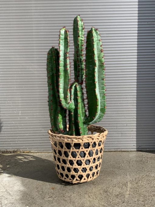 Kaktus, Trend design