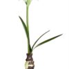 Amaryllis, Lene Bjerre