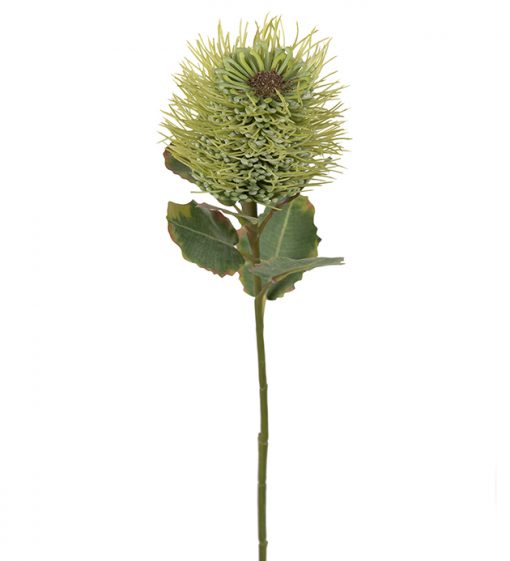 Protea, Grønn