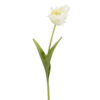 Tulipan, Hvit, Mr. Plant
