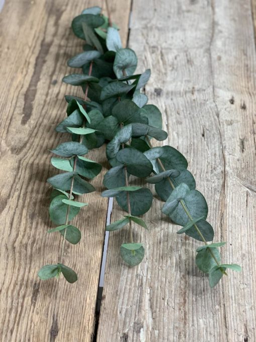 Eucalyptus, 58 cm