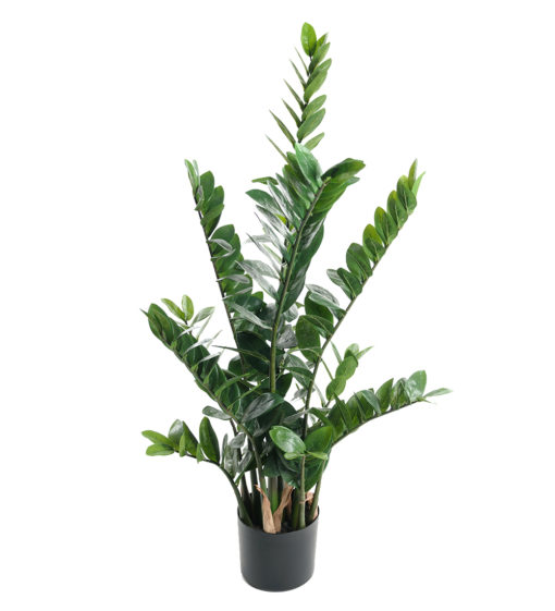 Zamifolia, Mr. Plant