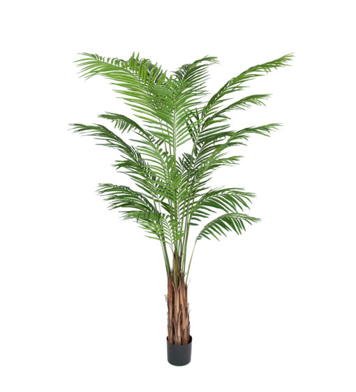 Areca palme, 210 cm