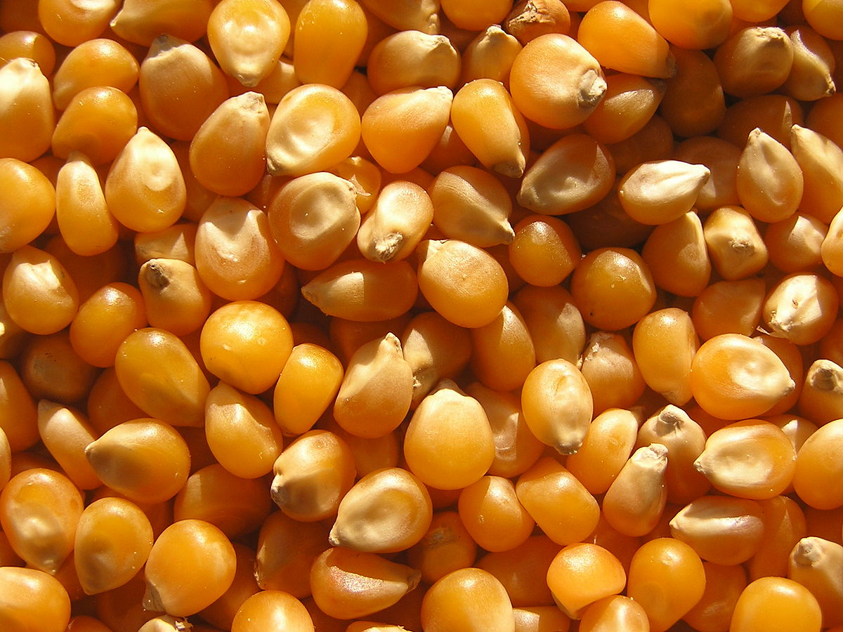 Økologisk Popcorn/Mais