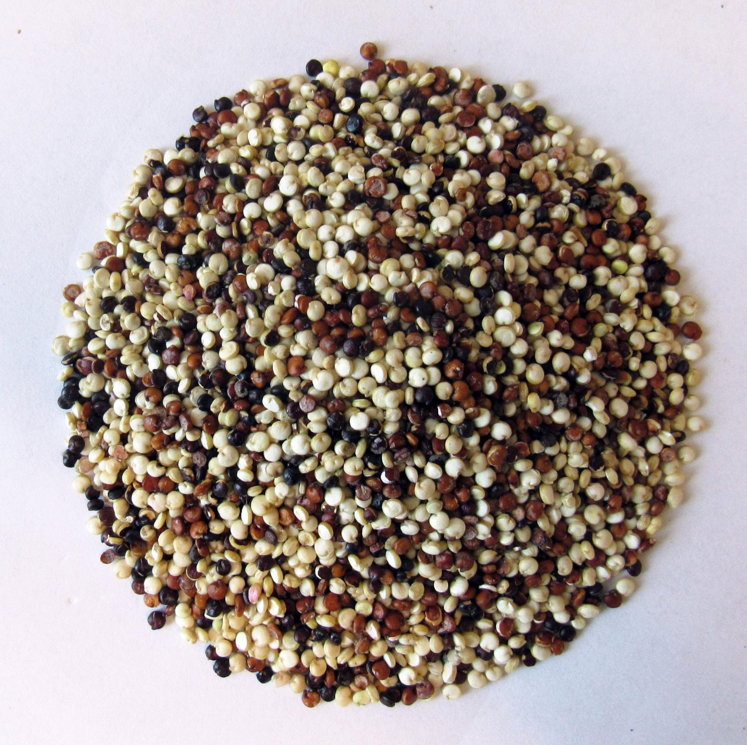 Økologisk Quinoa Blandet