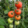 Solhatt Økologiske Frø Tomat (Matina)
