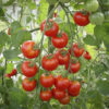 Solhatt Økologiske Frø Tomat (Zuckertraube)