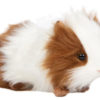 3735 Brown/White Guinea Pig 20 cm.L