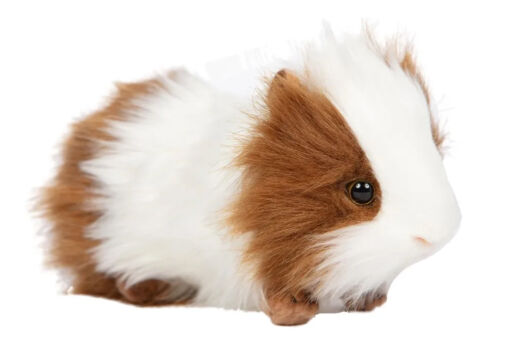 3735 Brown/White Guinea Pig 20 cm.L