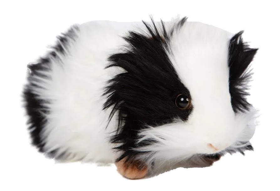 4592 Guinea Pig (Black/White)