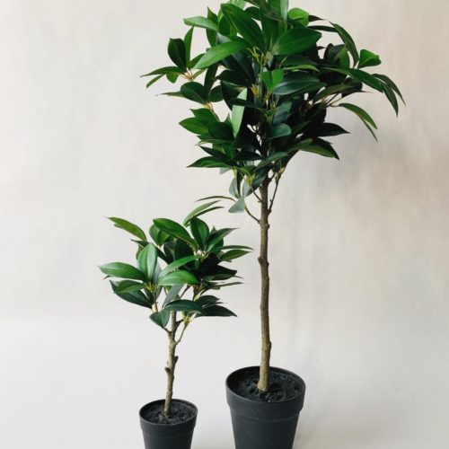 Busk oppstammet ca 40 cm