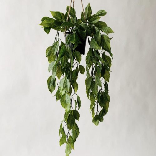 Hengeplante diospyros h 56 cm