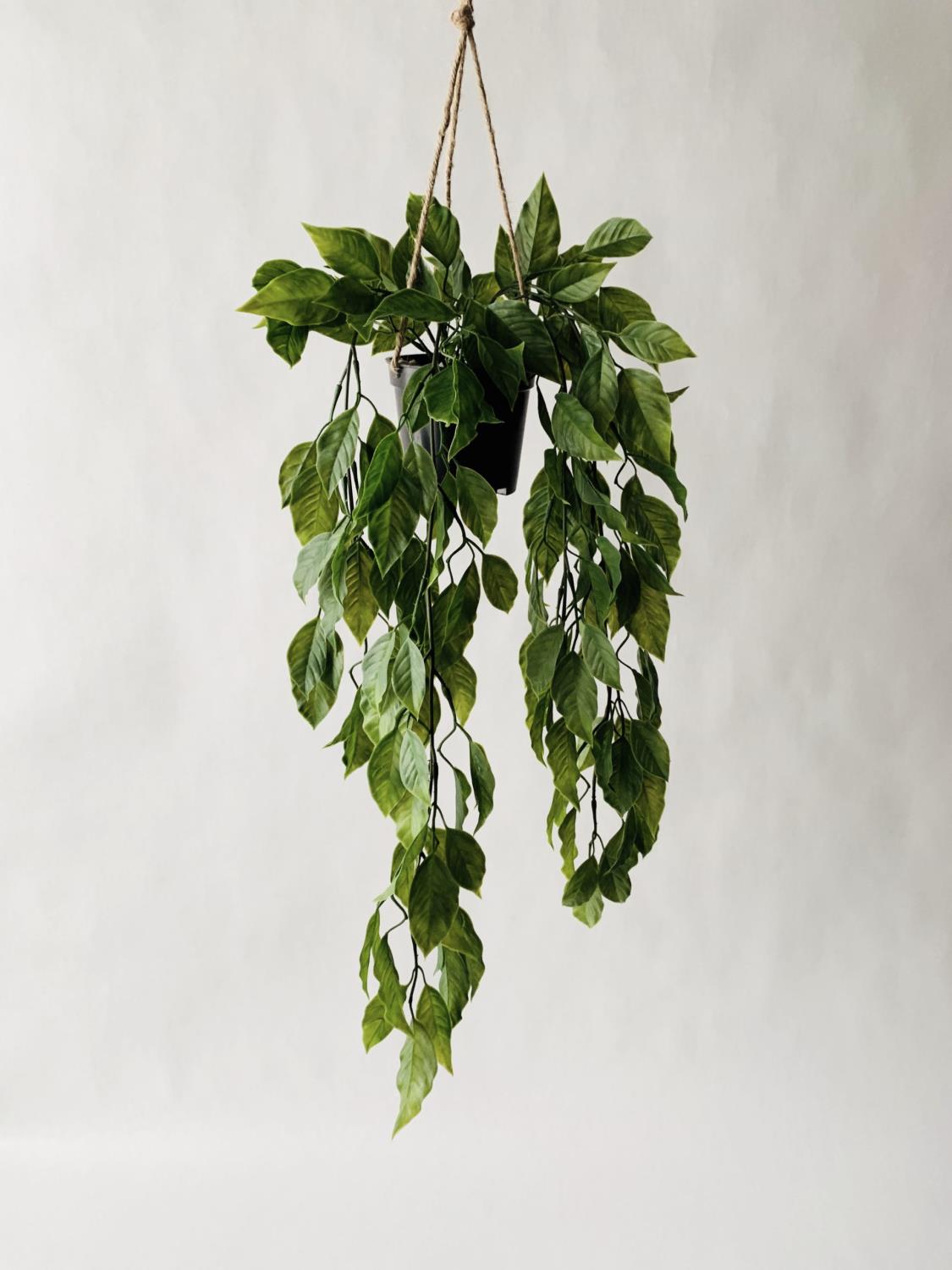 Hengeplante diospyros h 56 cm