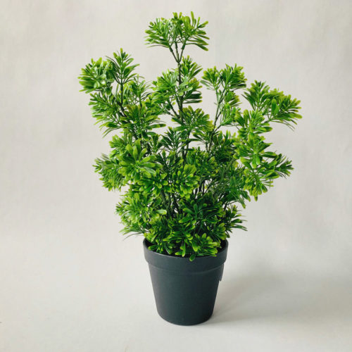 Bartre i potte 39 cm