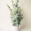 Eucalyptus i potte