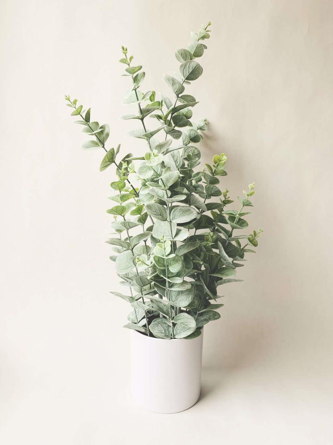 Eucalyptus i potte