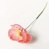 Valmue rosa