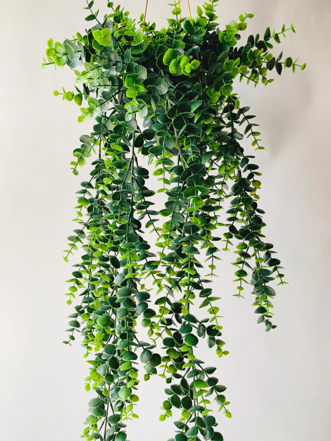 Hengeplante 66 cm