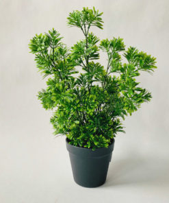 Bartre i potte 39 cm