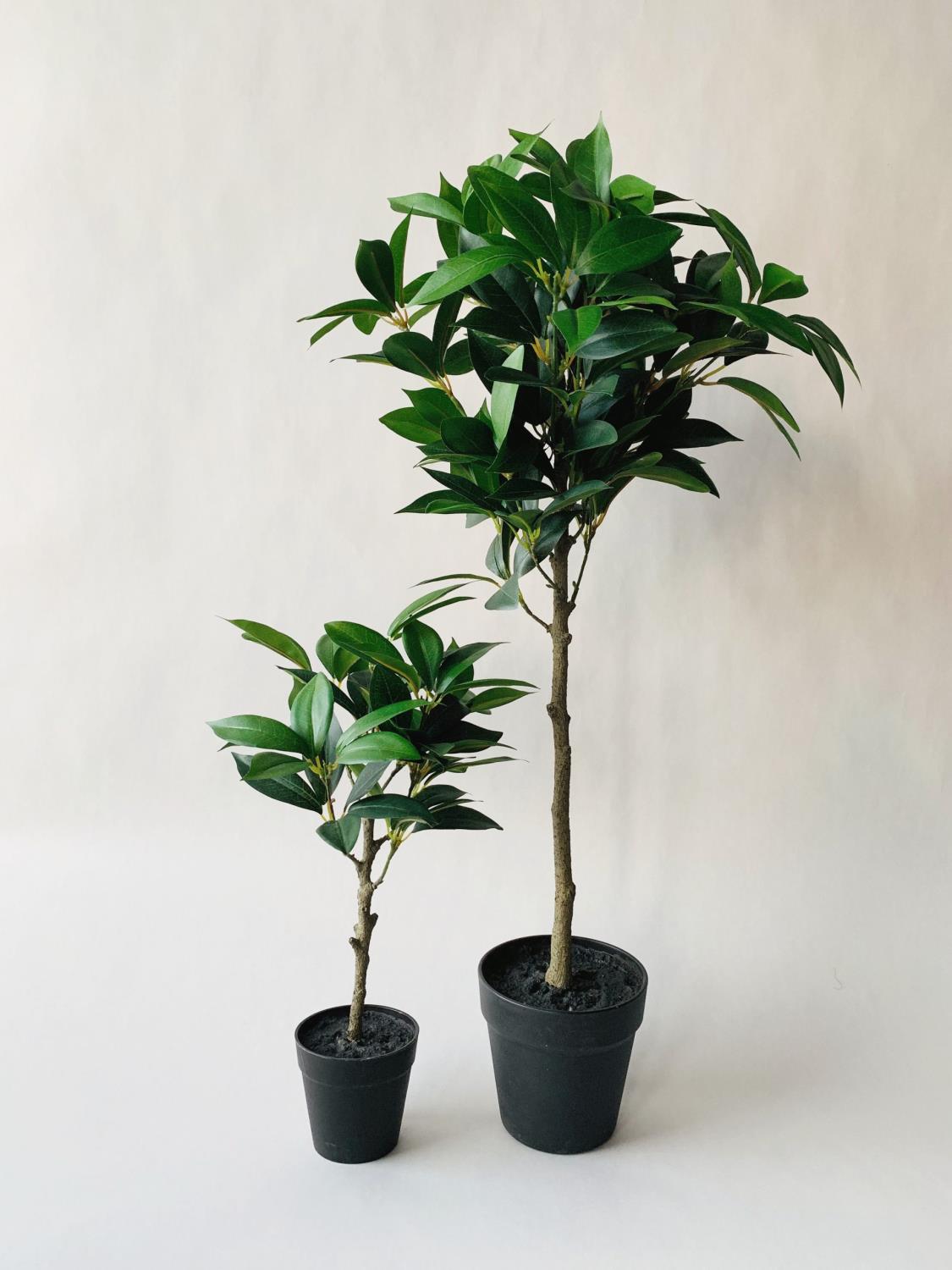 Busk oppstammet ca 40 cm