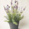 Lavendel h 50 cm
