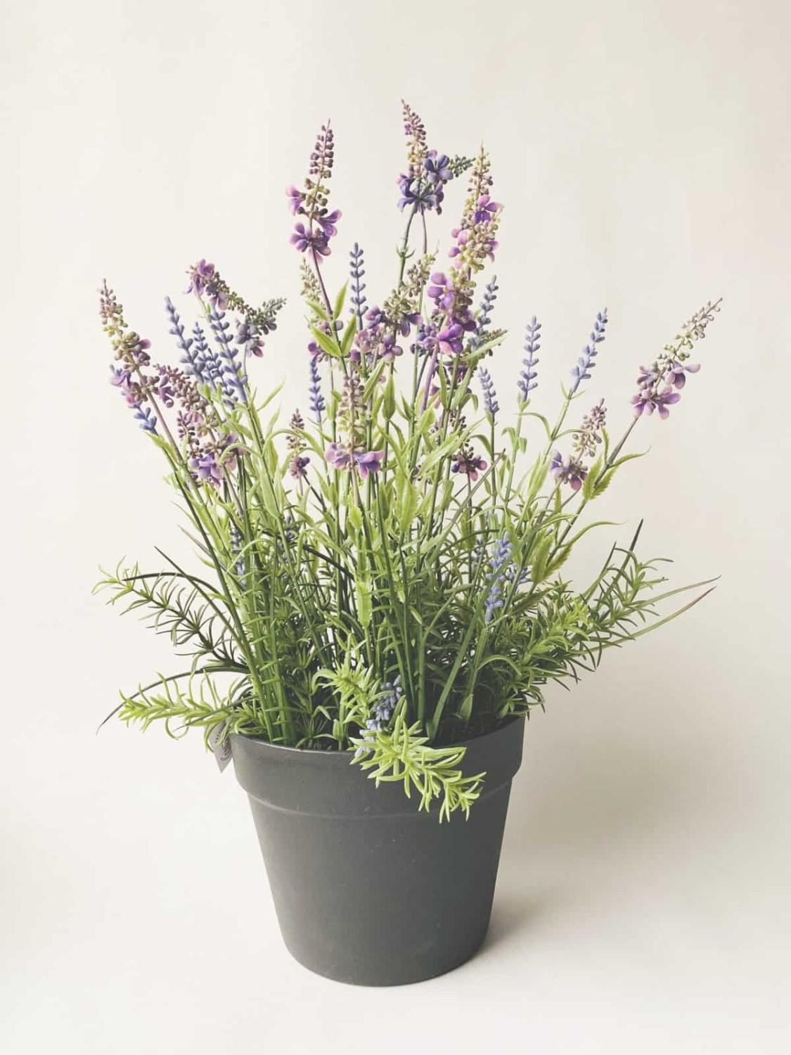 Lavendel h 50 cm