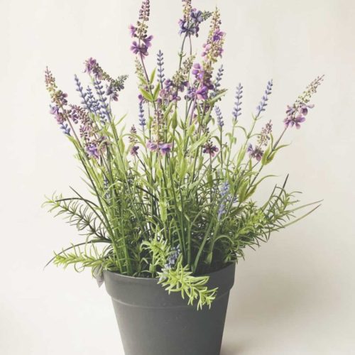 Lavendel h 50 cm