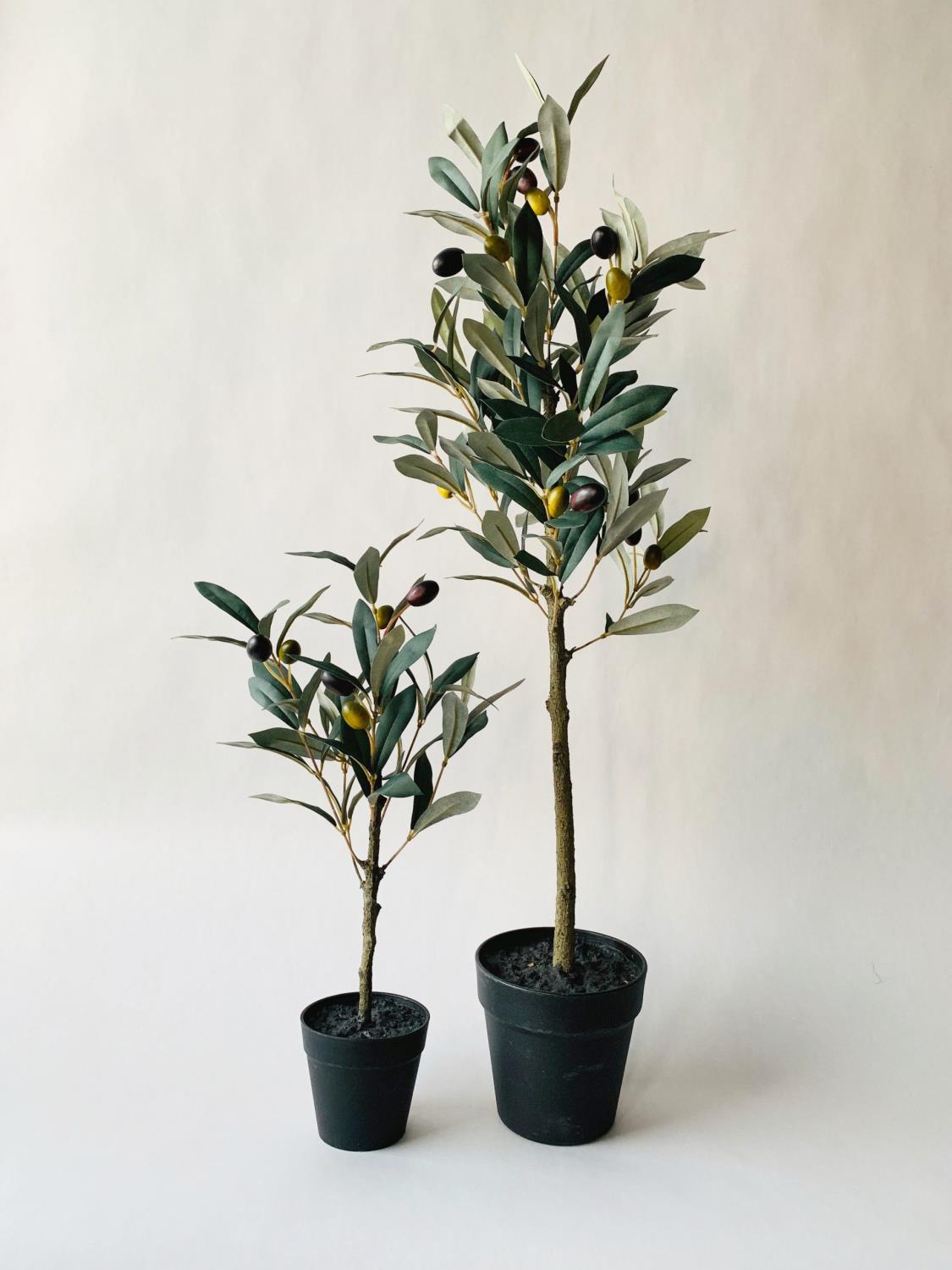 Oliventre oppstammet L h 76 cm